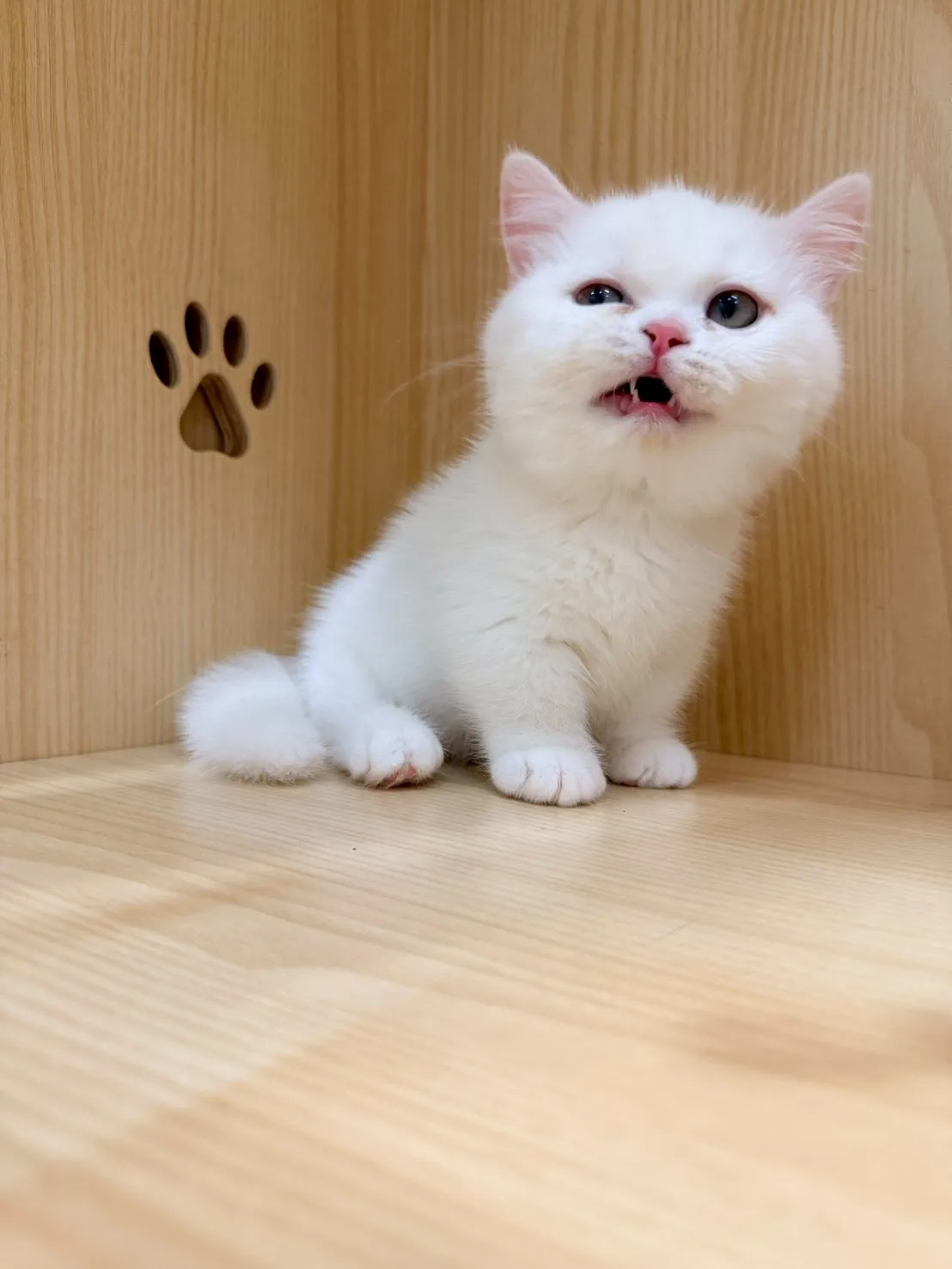 東)曼斥肯妹妹 -蒜香  115/1/13