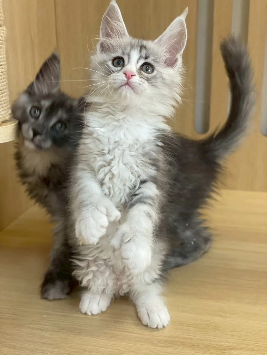 銀加白緬因妹妹出生115/02/05出生