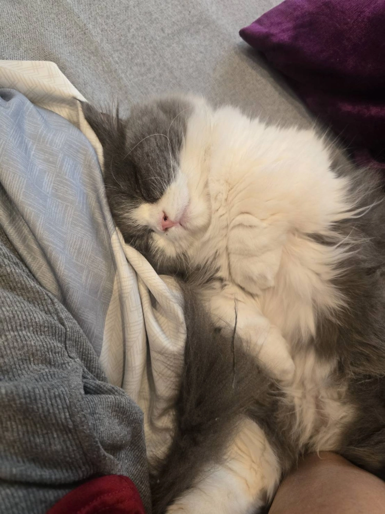 藍白賓士小步舞曲