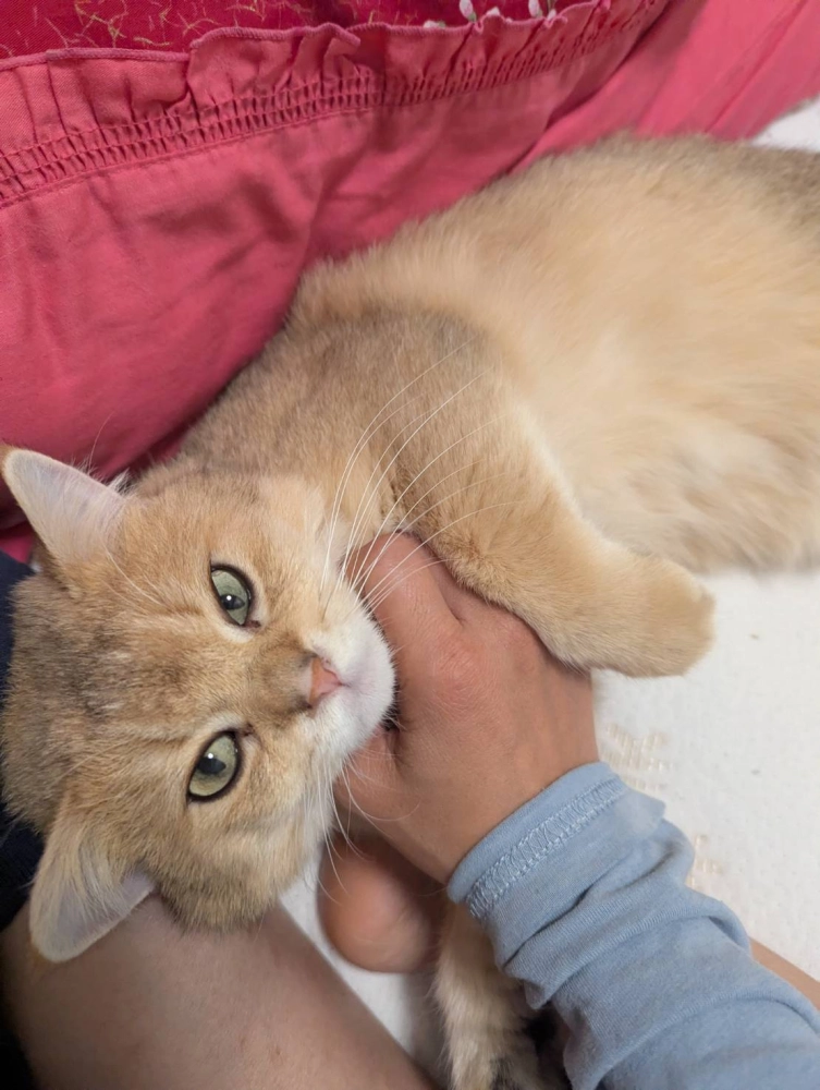 被領養種公麥麥日常