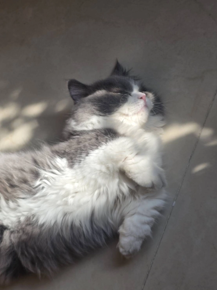 藍白賓士小步舞曲