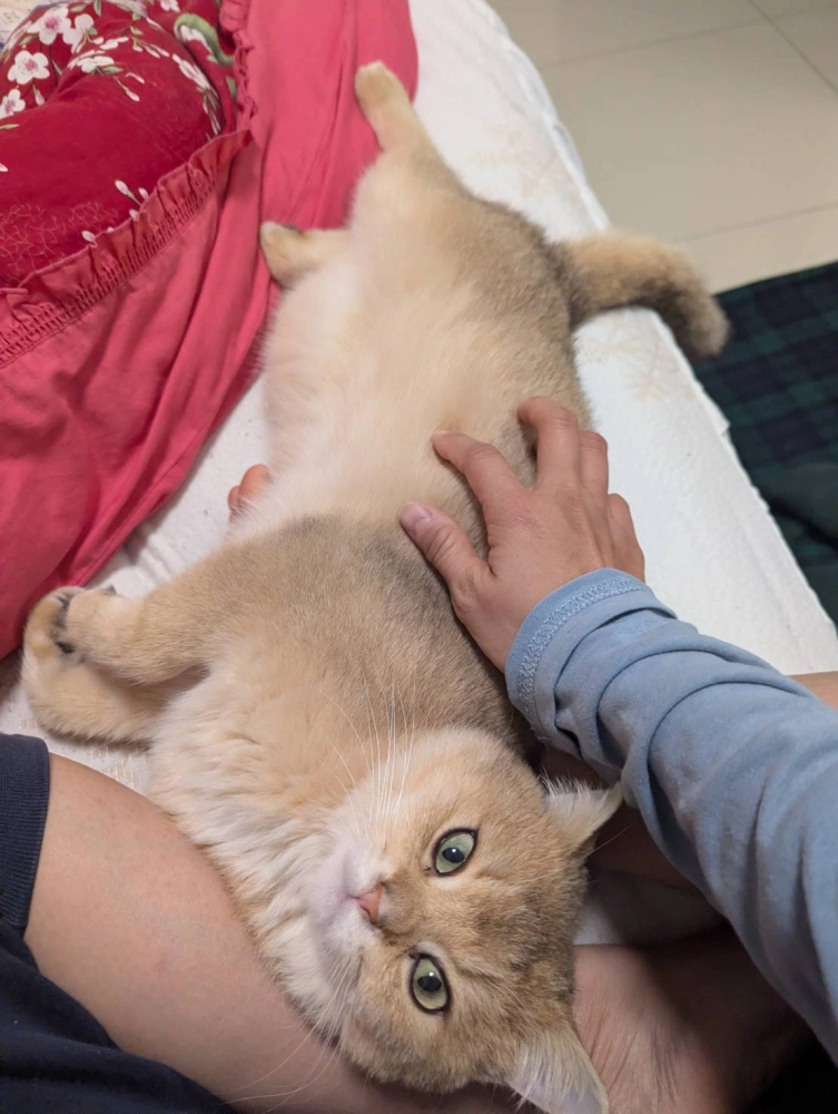 被領養種公麥麥日常