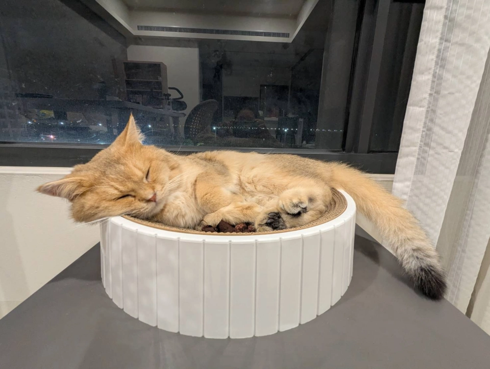 被領養種公麥麥日常