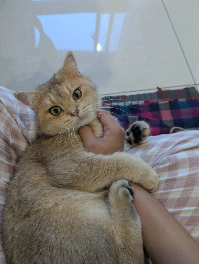 被領養種公麥麥日常