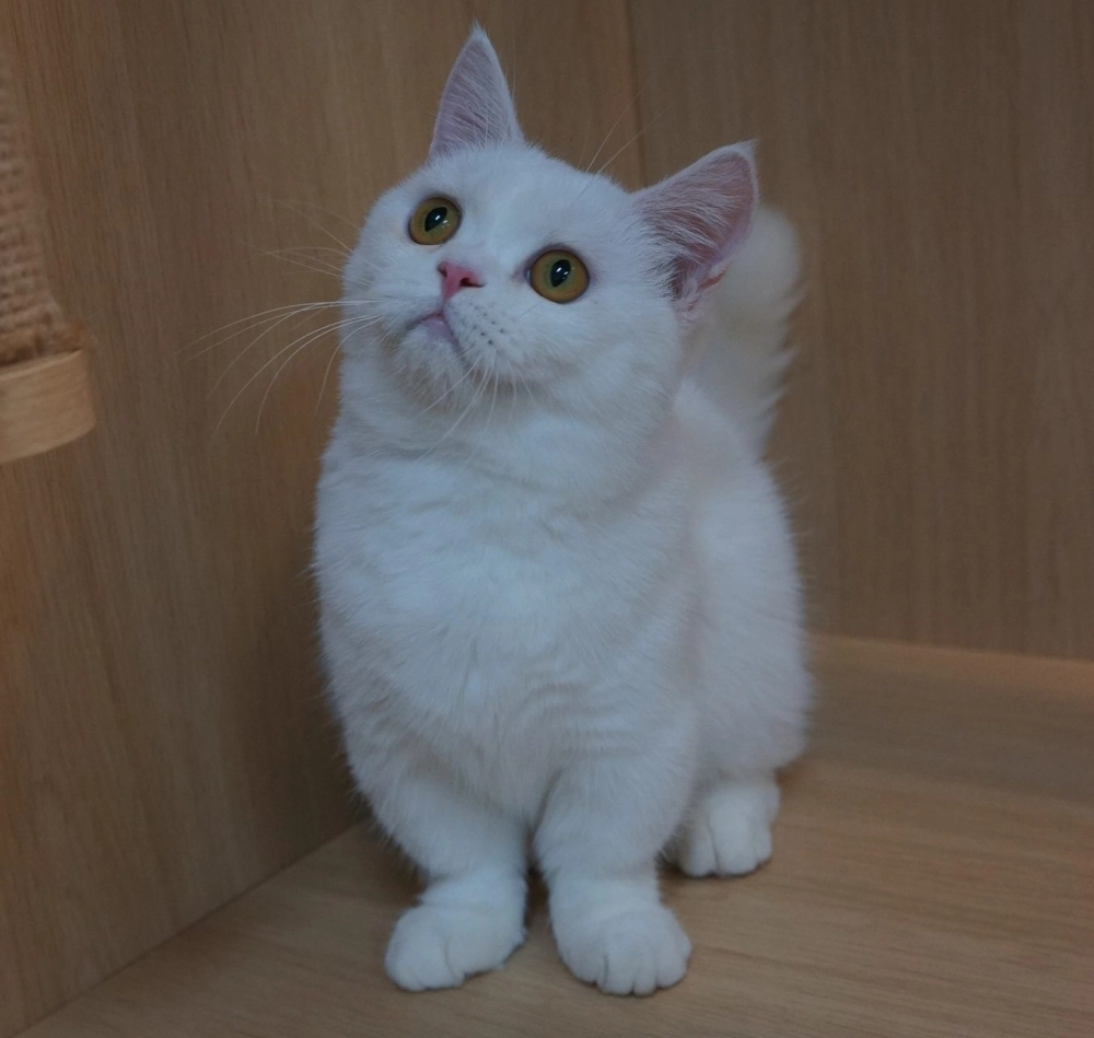 白色曼赤肯妹妹114/04/15出生(已有家長)