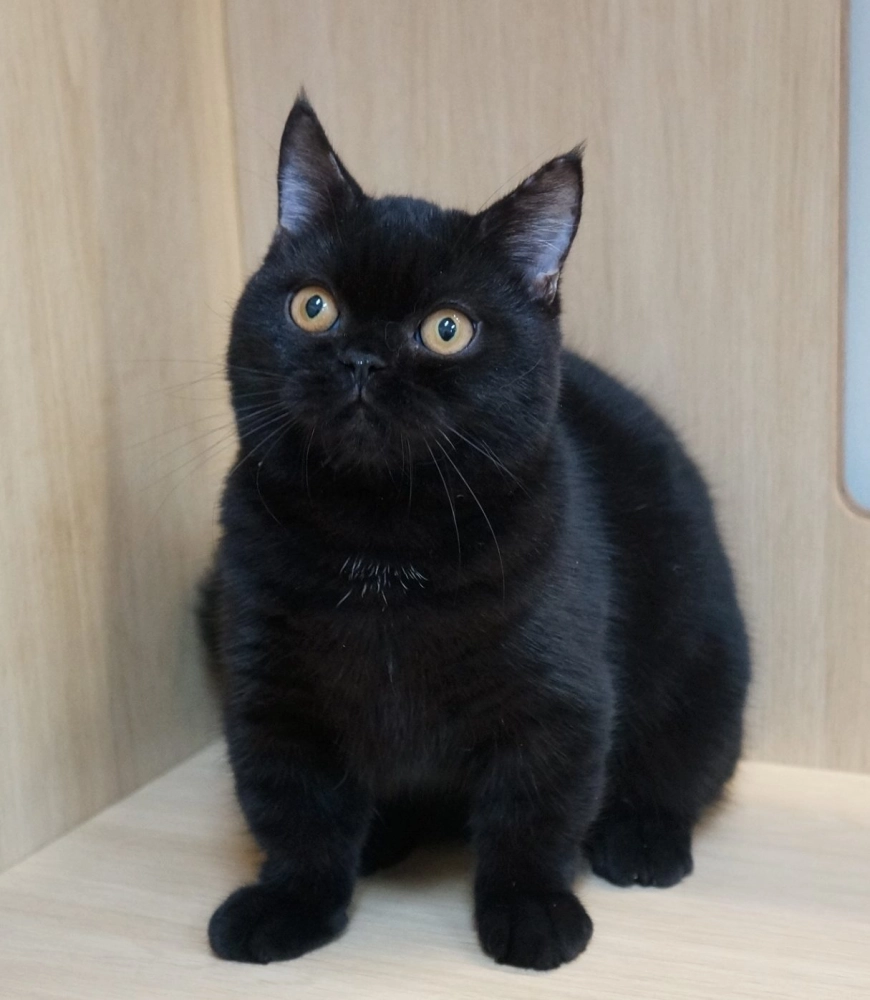 黑色曼赤肯妹妹114/04/15出生(已有家長)