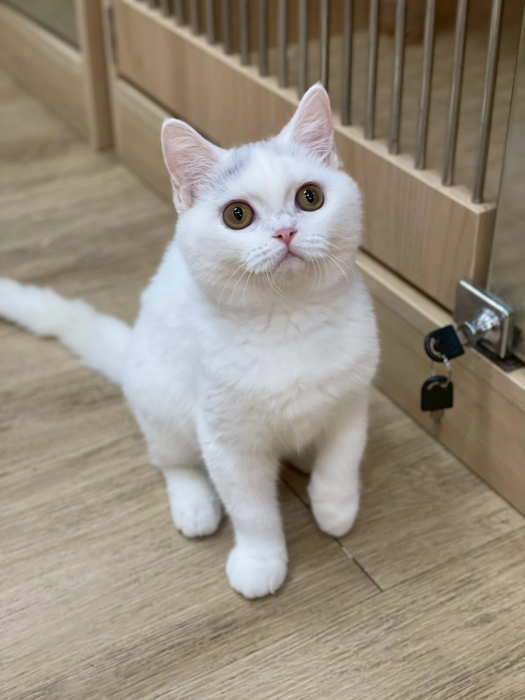 藍點英短妹妹114/07/08出生(已有家長)