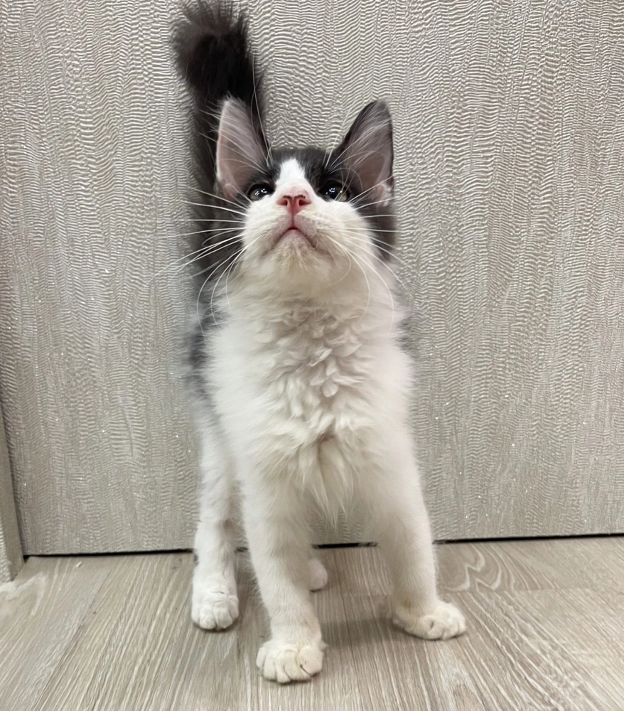 東)緬因版黑白英長弟弟114/07/17出生