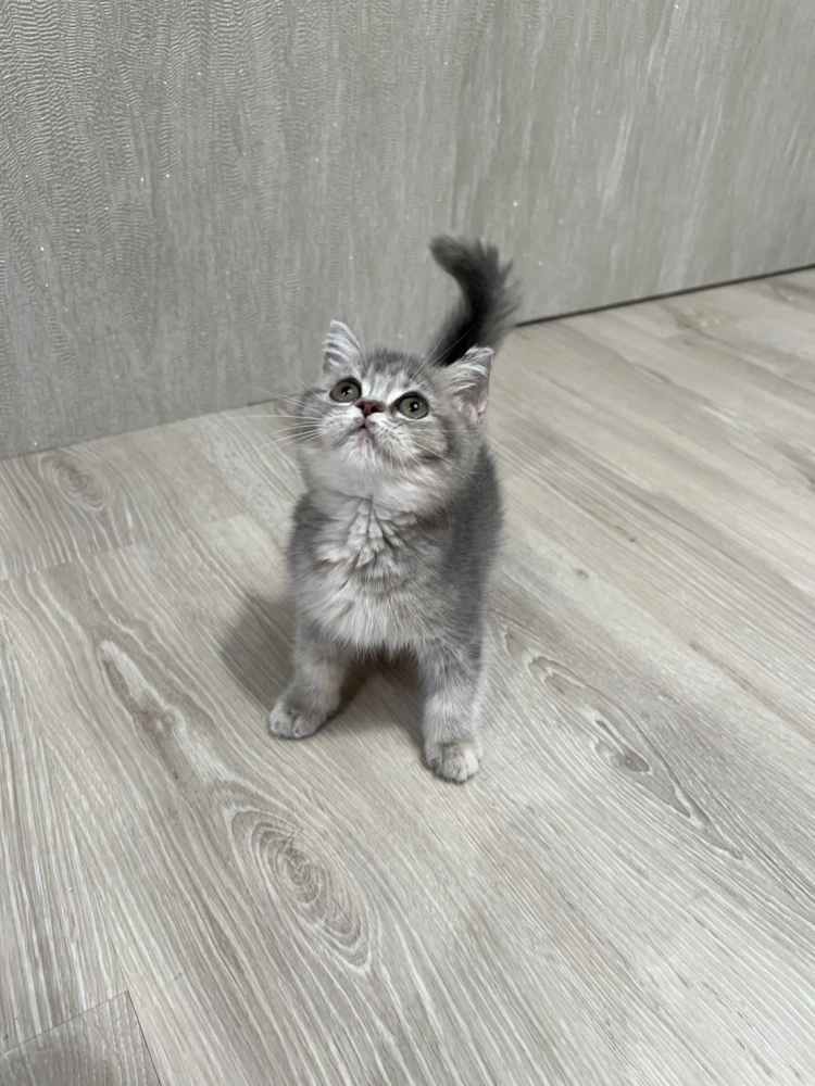 東)藍金漸層弟弟114/07/19出生