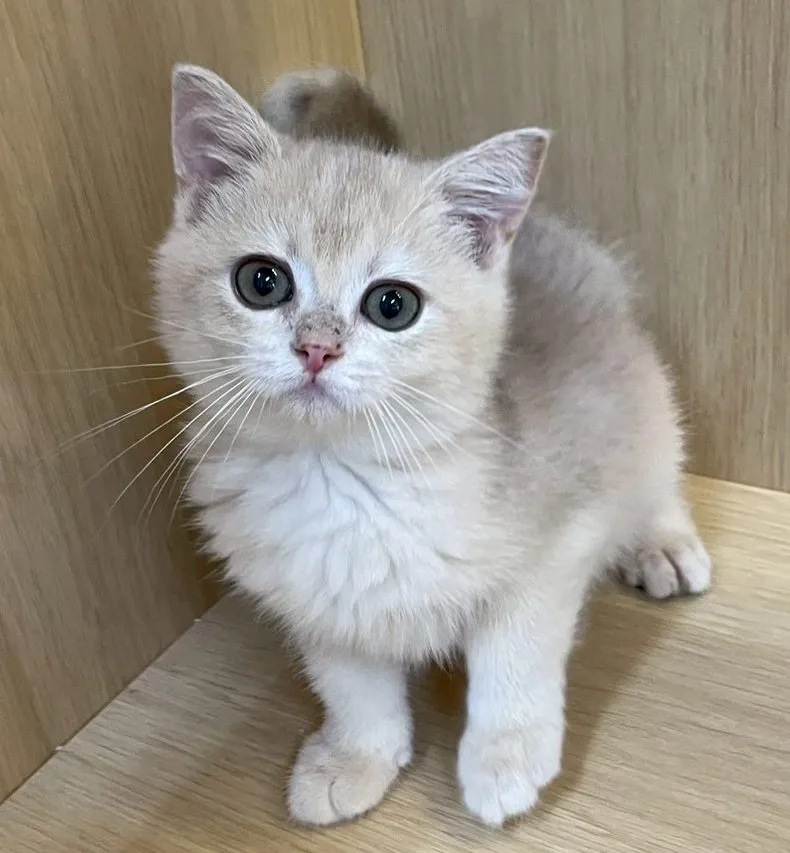 焦糖色藍金漸層妹妹114/08/06出生(已有家長)