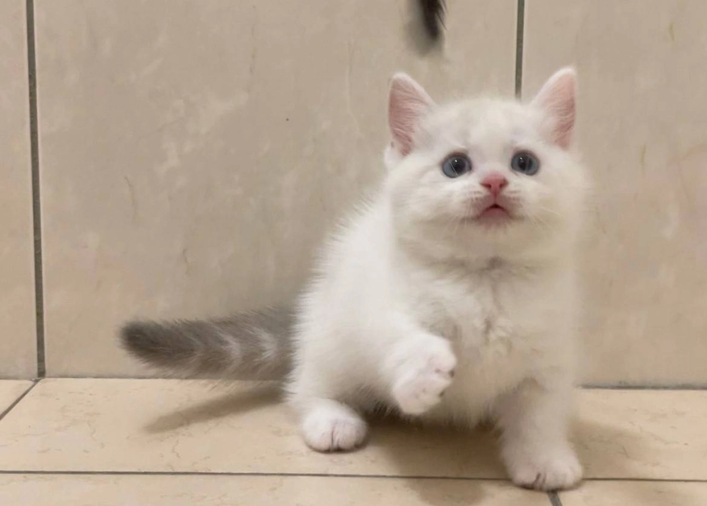 山貓雙色曼赤肯113/09/27出生(已有家長)