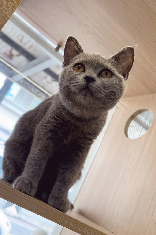 經典藍英短113/06/24出生(已有家長)