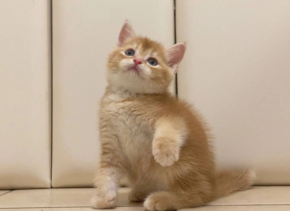 橘紅英短弟弟113/09/05出生(已有家長)