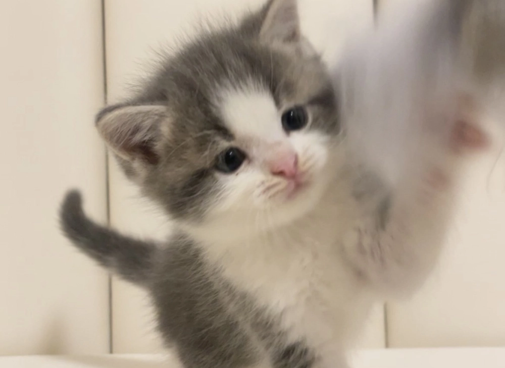 藍三花賓士英短妹妹113/06/20出生(已有家長)