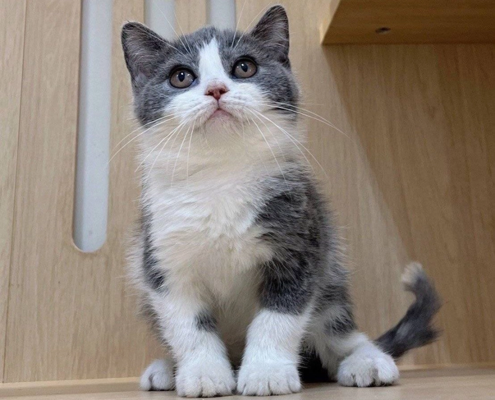 藍白賓士英短妹妹113/06/24出生(已有家長)