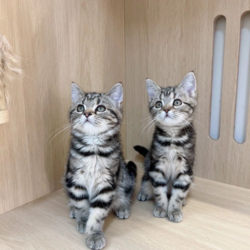 經典螺旋紋褐色美短妹妹113/09/25出生 (已有家長)