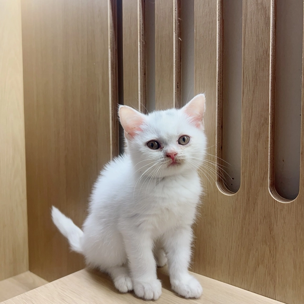 白藍點英短弟弟113/09/25出生 (已有家長)