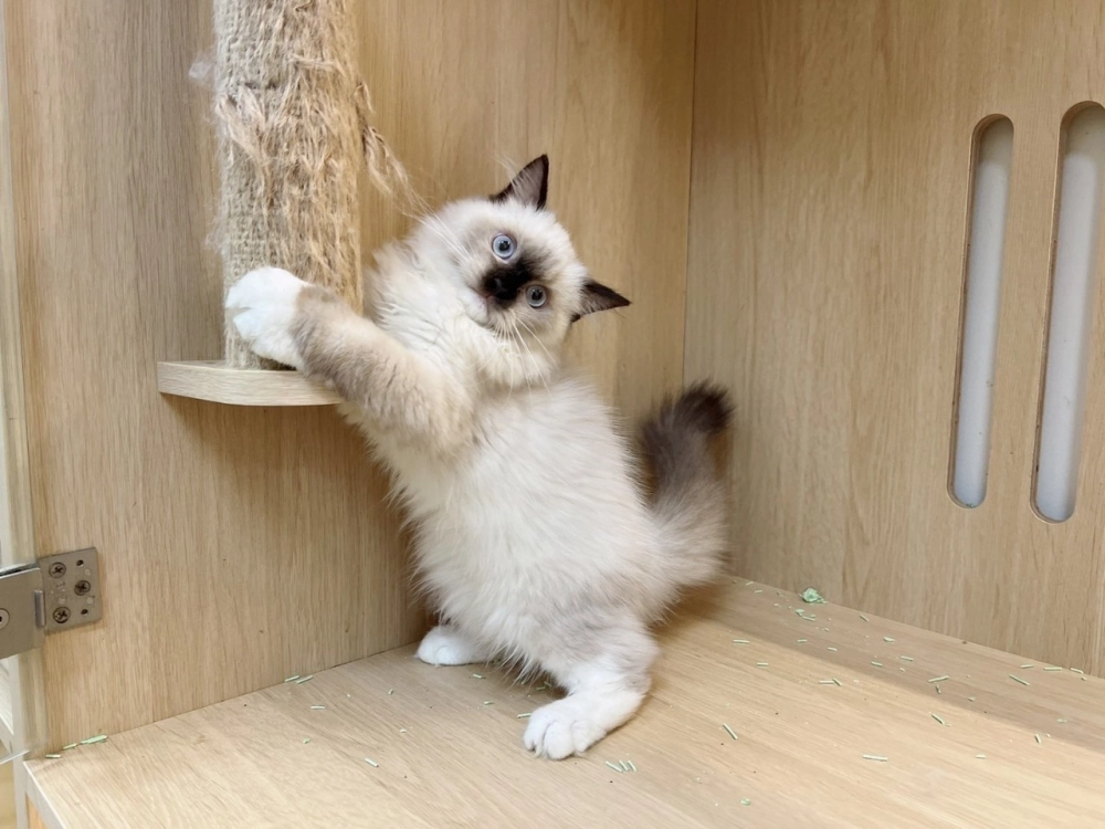 重點色布偶113/07/18出生 (已有家長)