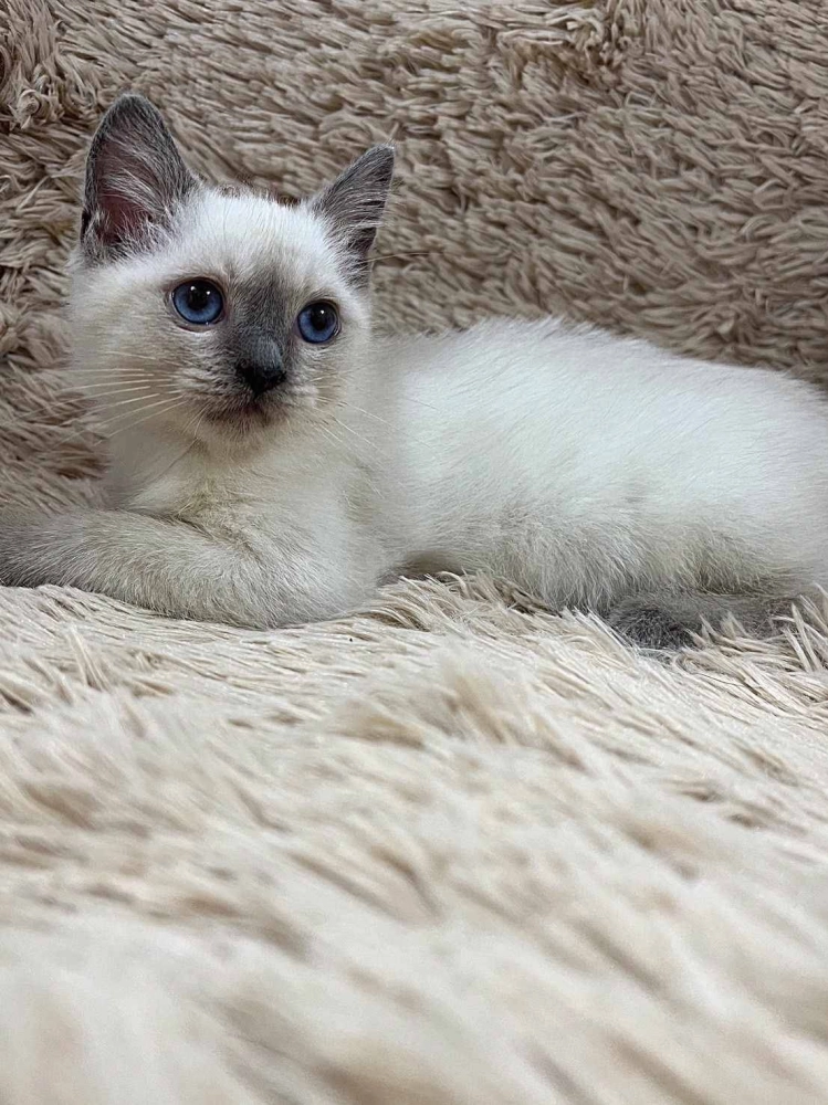 重點色英短妹妹 113/08/26出生 (已有家長)