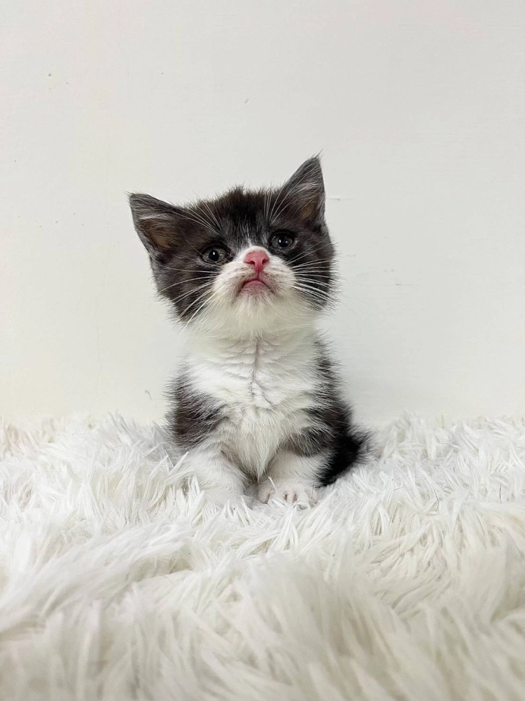 黑白曼赤肯跩跩弟113/09/25出生(已有家長)