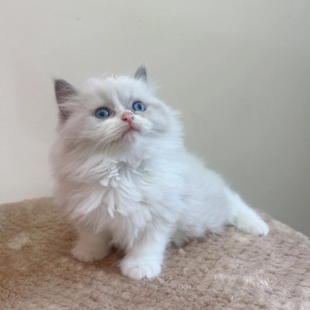 藍雙布偶弟弟 113/10/08出生 (已有家長)