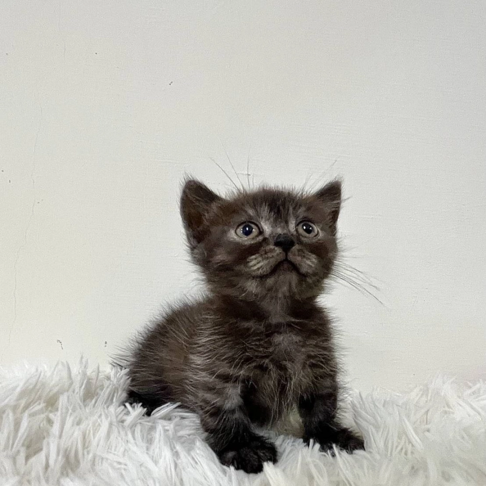 黑條紋曼赤肯弟弟113/09/25出生 (已有家長)