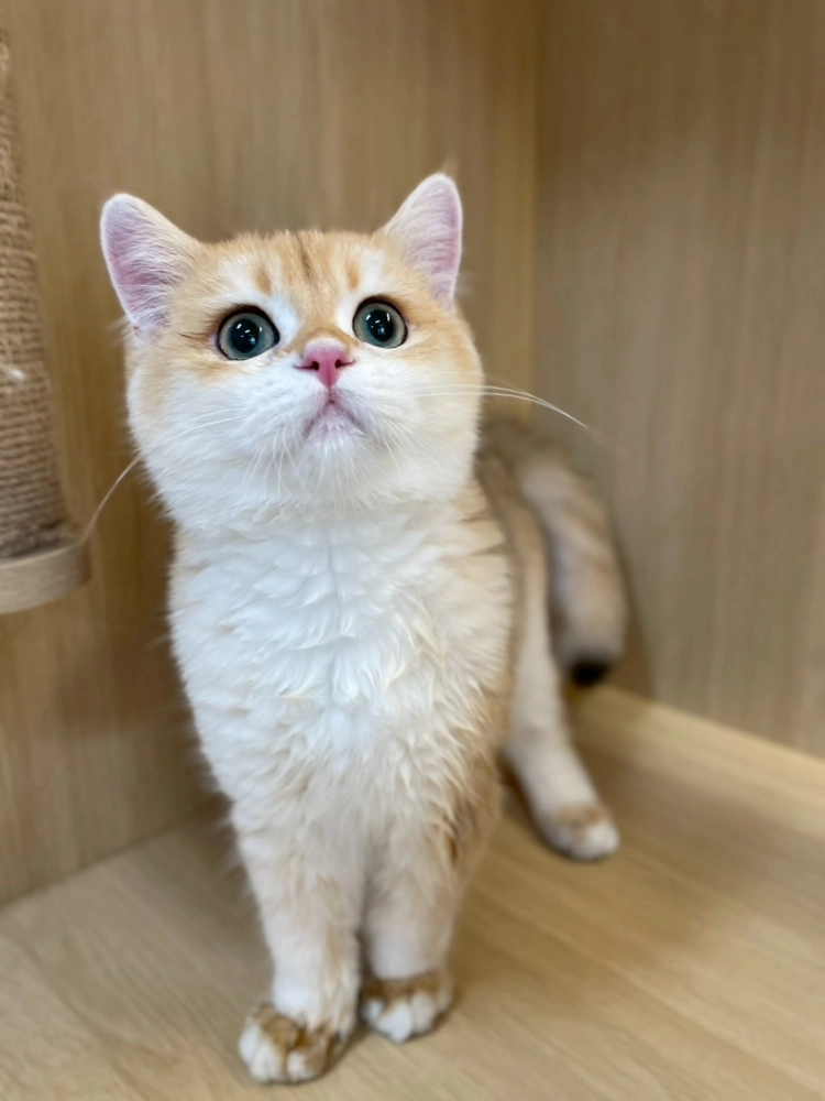 12色金漸層英短弟弟114/07/09出生(已有家長)