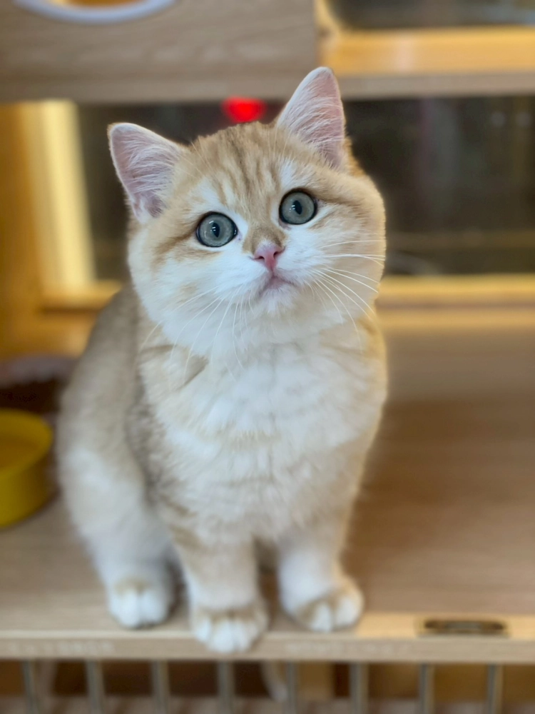 金虎斑英短弟弟114/08/31出生(南瓜