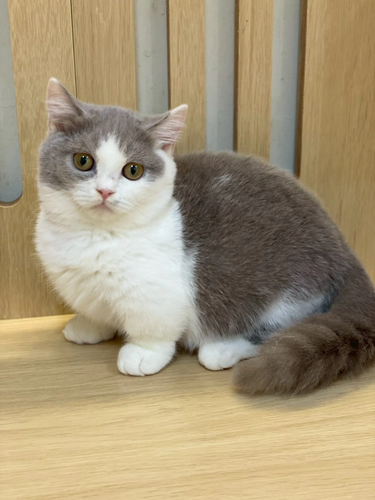 紫丁加白曼赤肯弟弟114/08/23出生(茄子