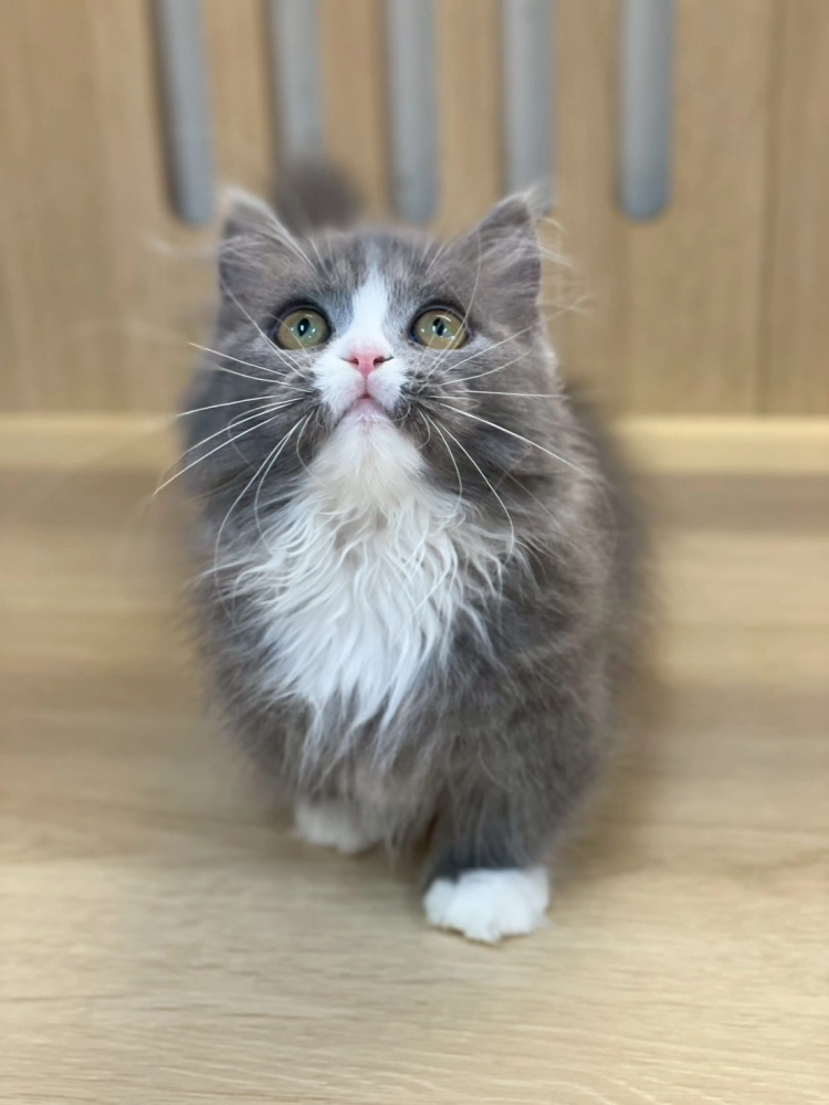 藍白小步舞曲弟弟114/09/15出生(桑葚