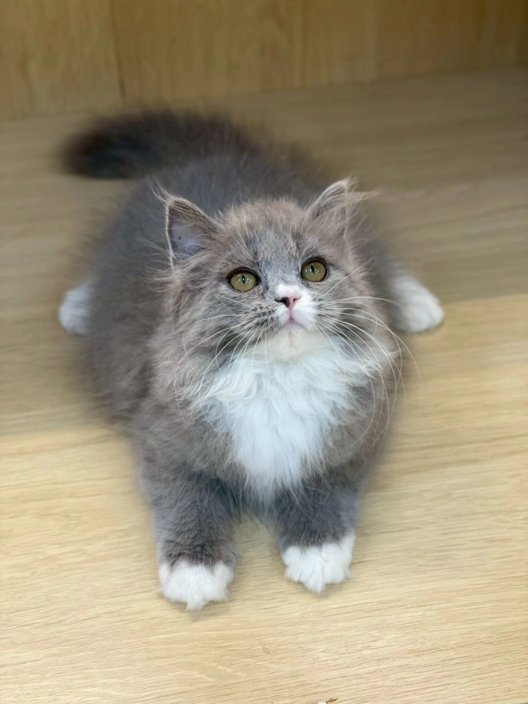 藍白英長妹妹114/09/15出生(已有家長)