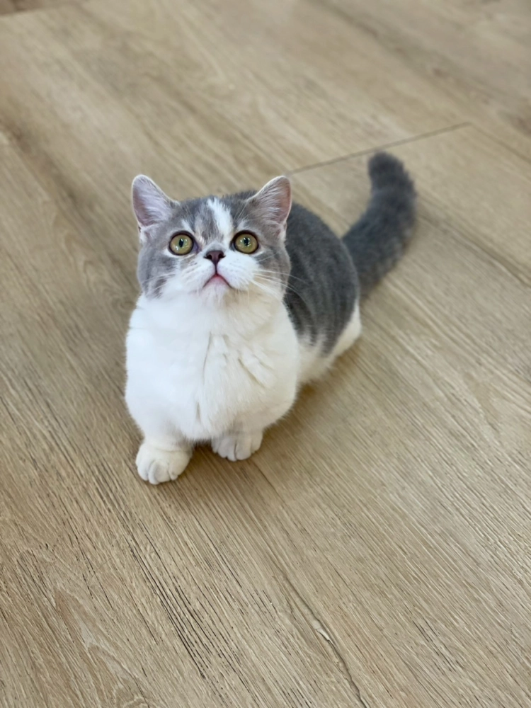 藍三花曼赤肯妹妹114/08/17出生(虎虎