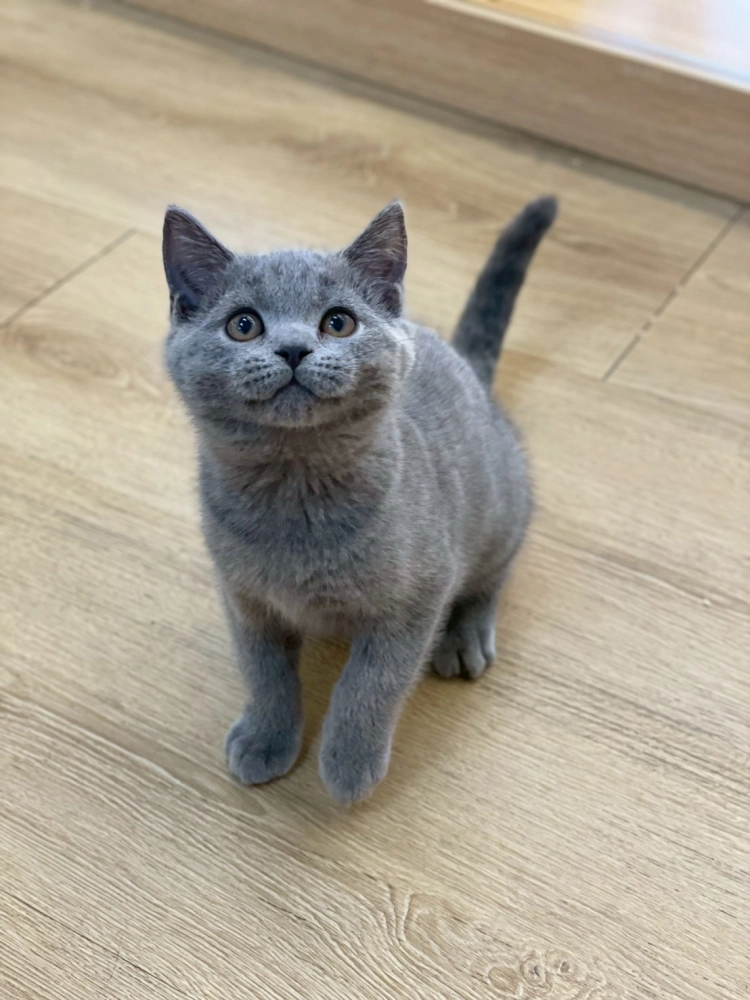 藍貓英短弟弟114/10/20出生(芝麻糕