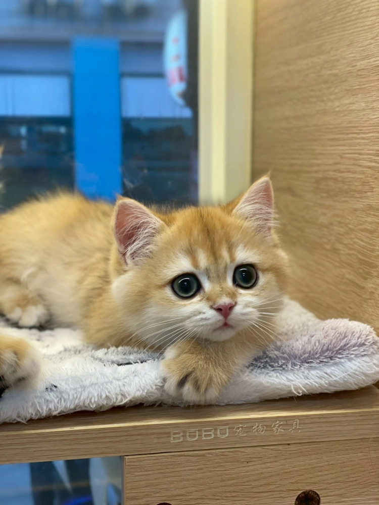 金漸層英短妹妹114/10/10出生(已有家長)