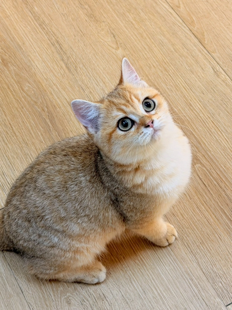 黑金虎斑英短妹妹出生114/09/15出生(奶酥