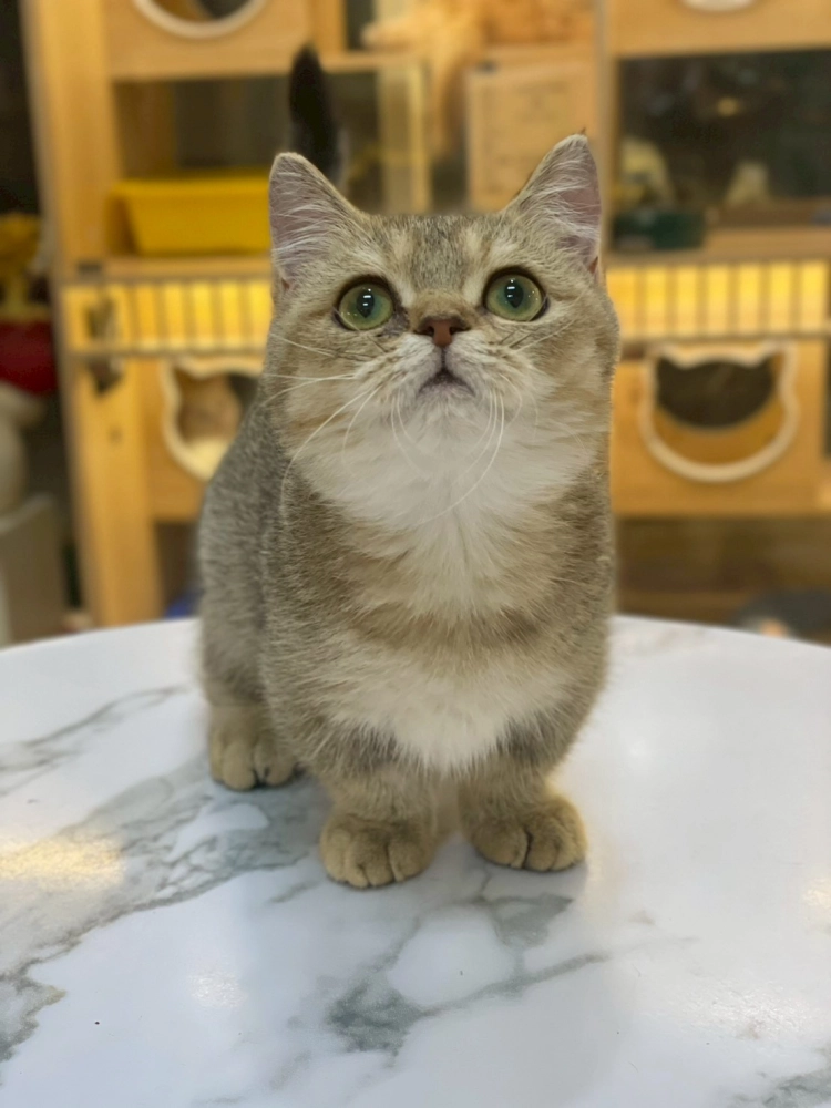 黑金曼赤肯妹妹114/09/16出生(已有家長