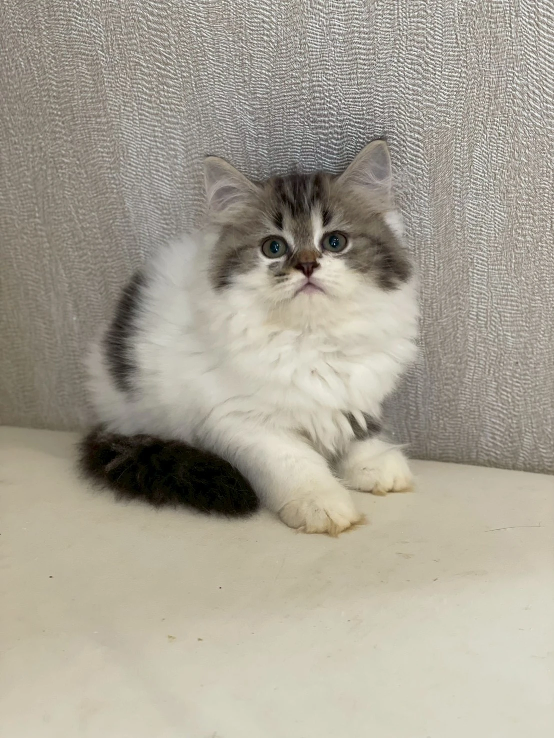 虎斑英長妹妹115/05/20出生