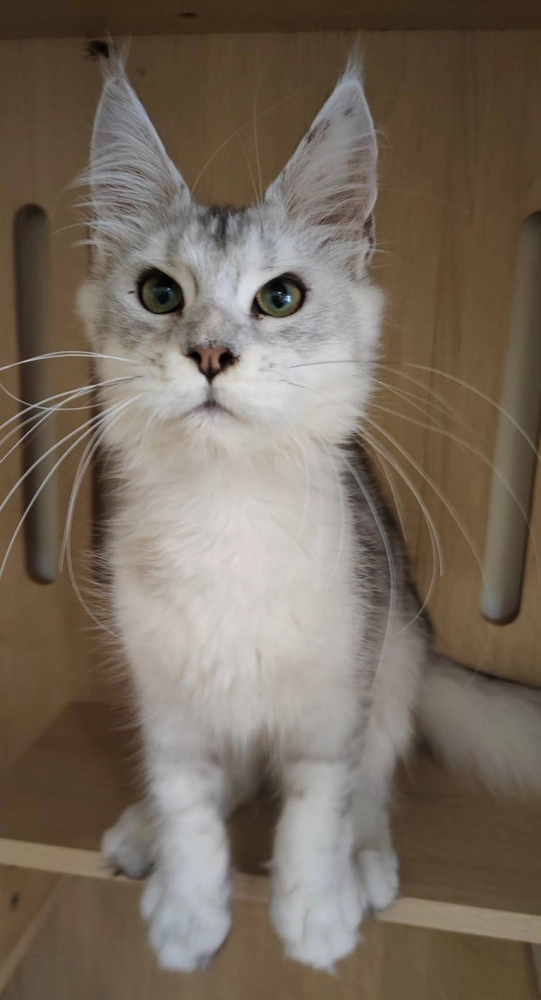 東)銀虎斑緬因妹妹114/03/23出生(本月特價)