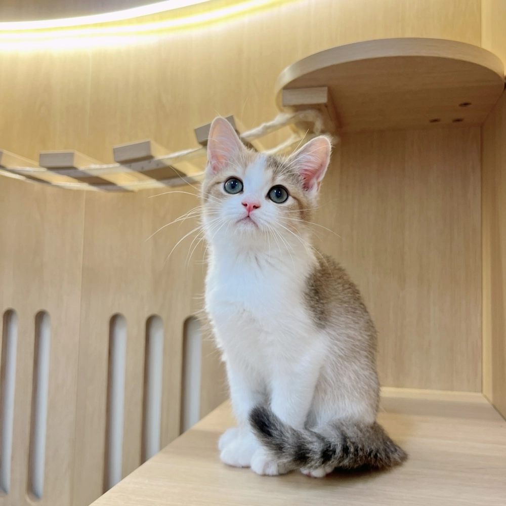 三花賓士英短妹妹113/09/05出生(已有家長)