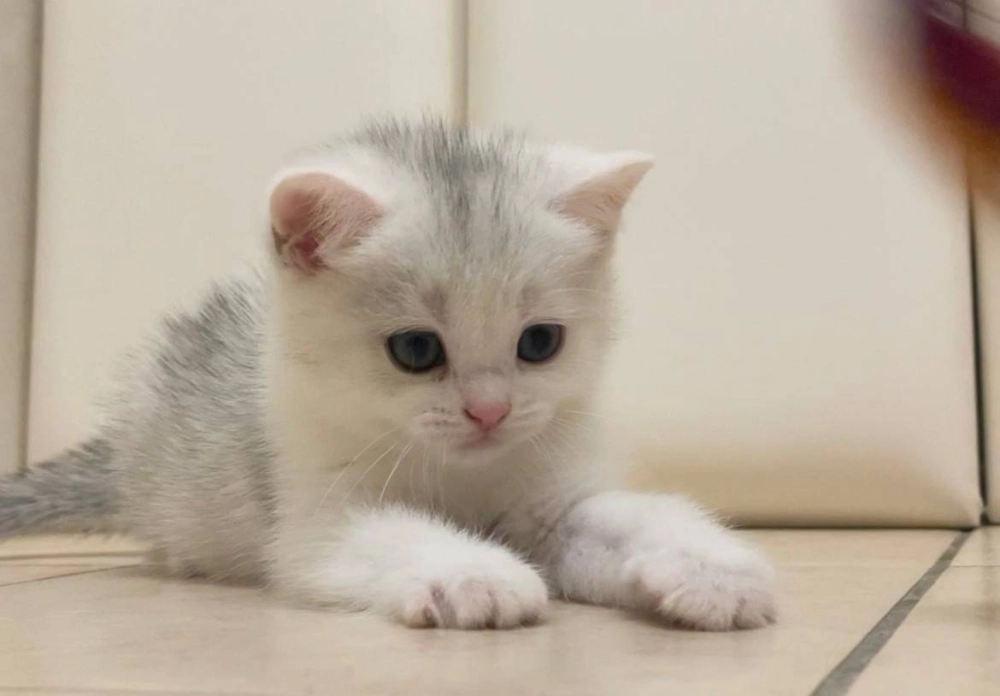 銀三花英短妹妹113/09/05出生(已有家長)