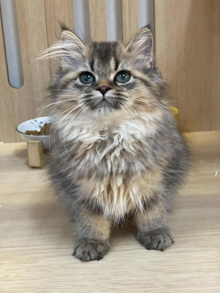 棕黑虎斑英長妹妹出生114/11/28出生(歐金珠