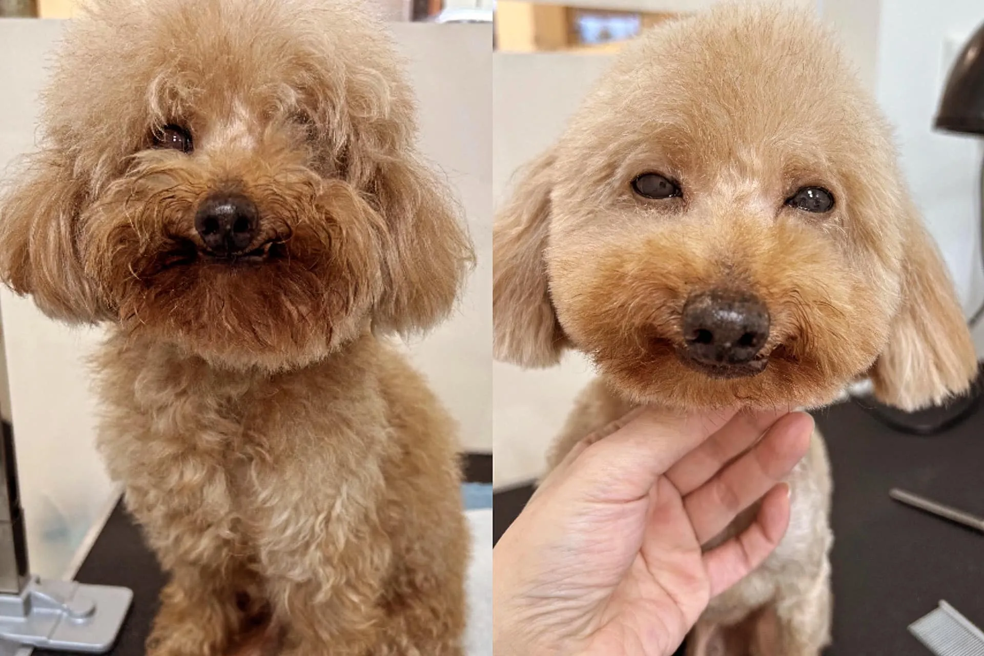 冬天到了~你家的貓貓狗狗們是否洗澡美容了呢?