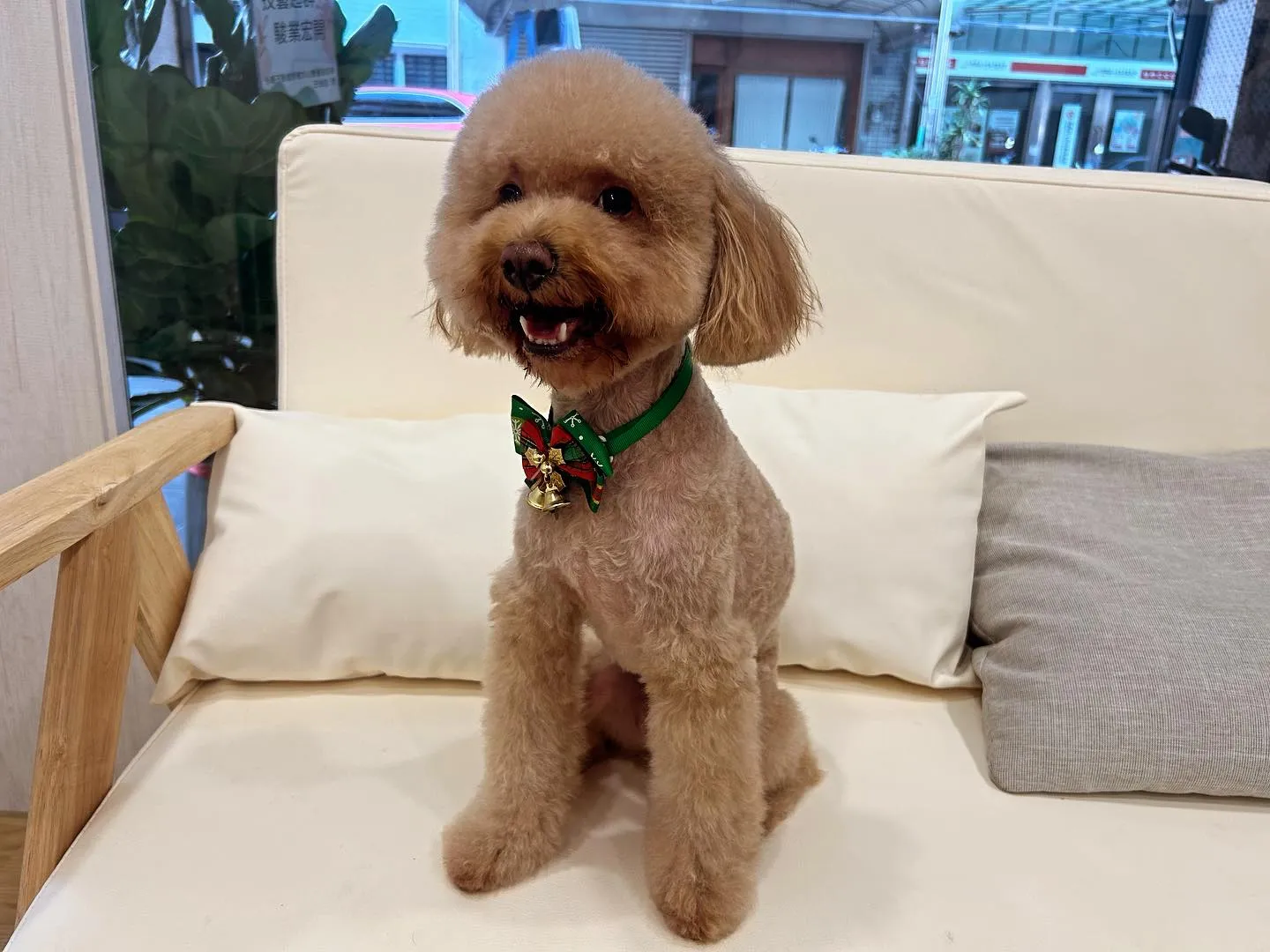 聖誕萌犬開心過聖誕