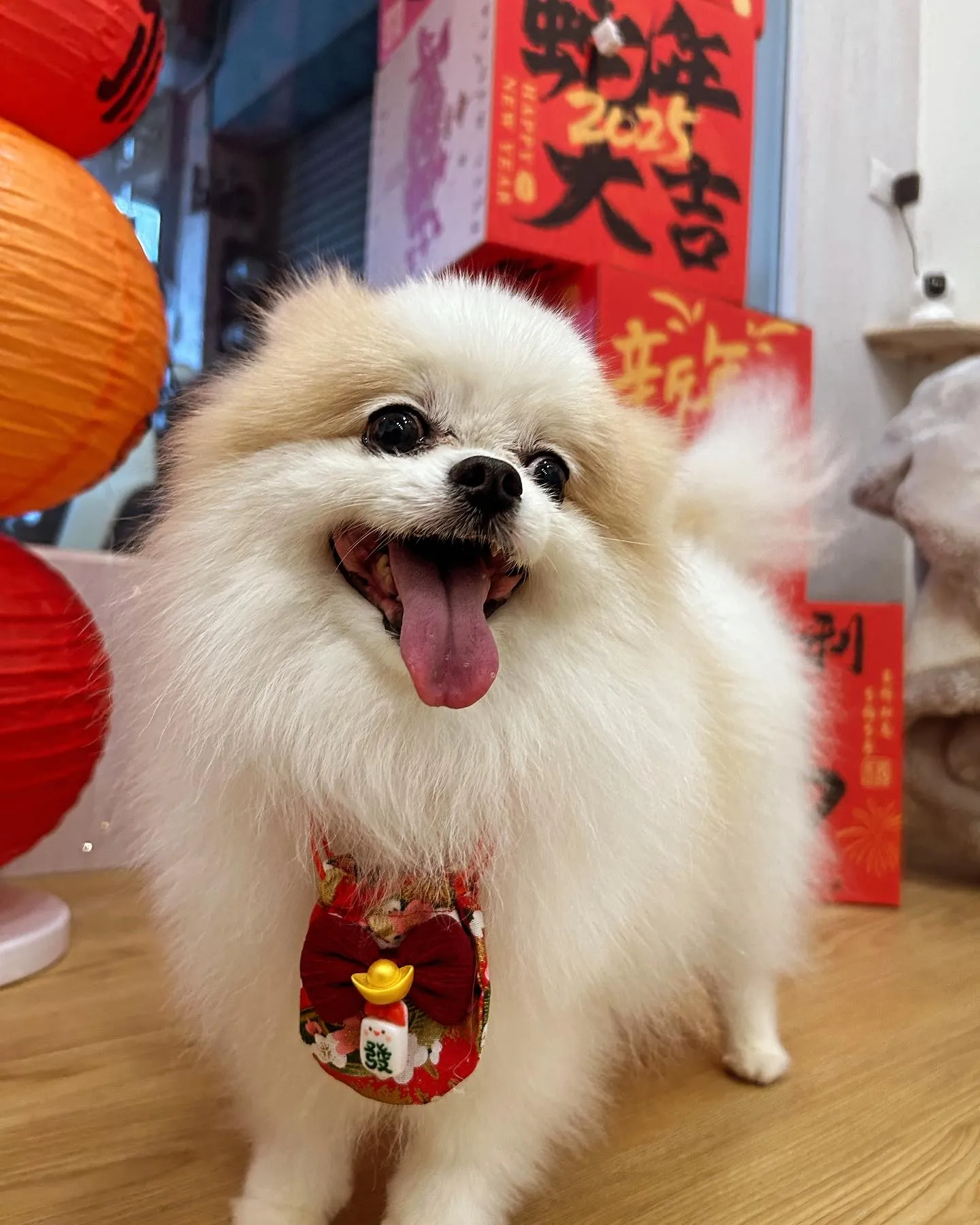 財蛇到！家有一狗如有一寶