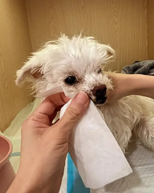 年邁的毛孩需要更多的時間與精力照顧
