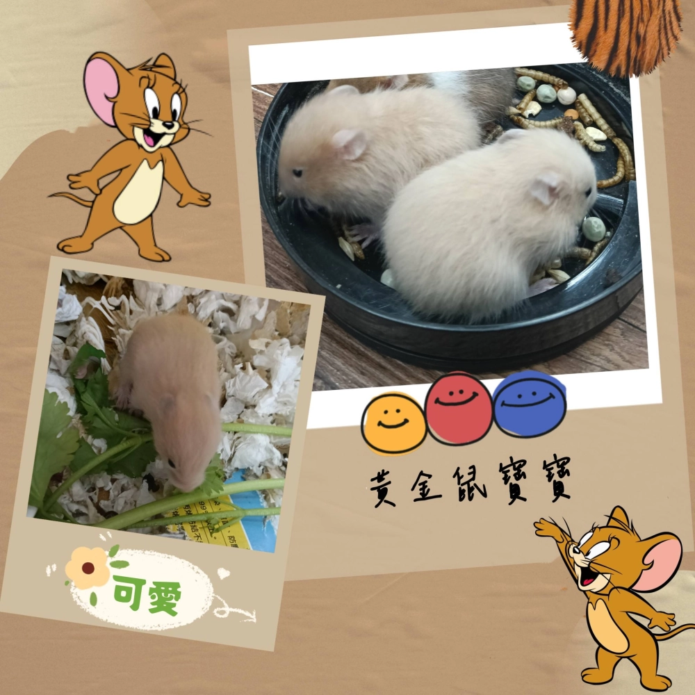 分組活動