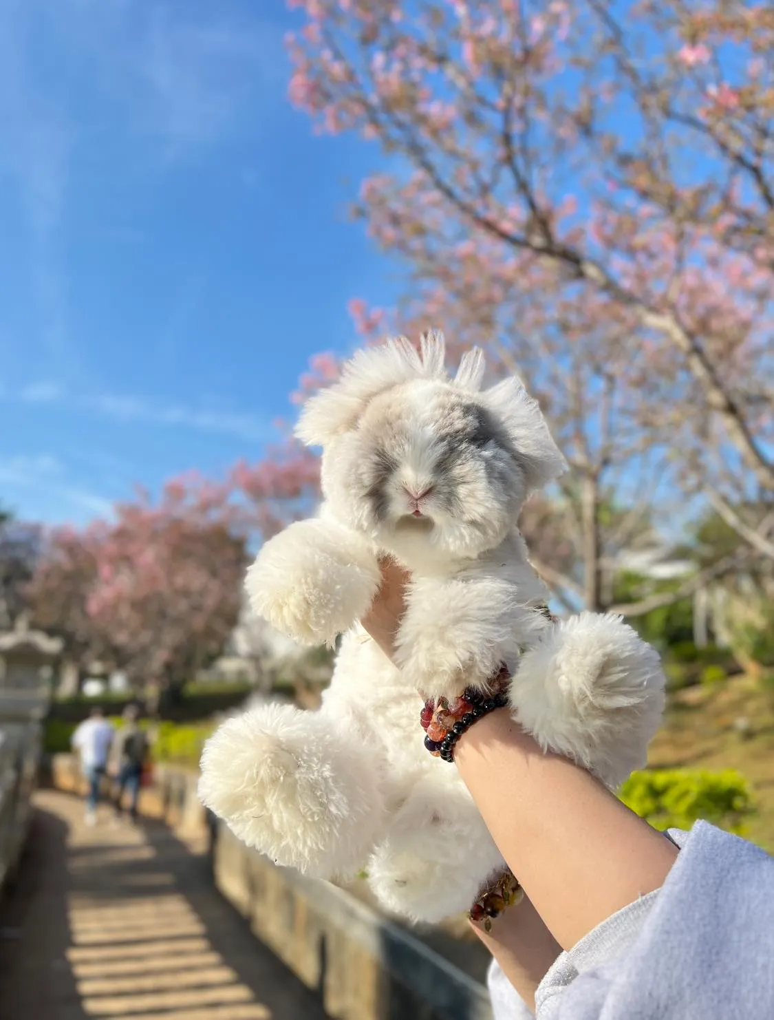 安哥拉兔會叫嗎？