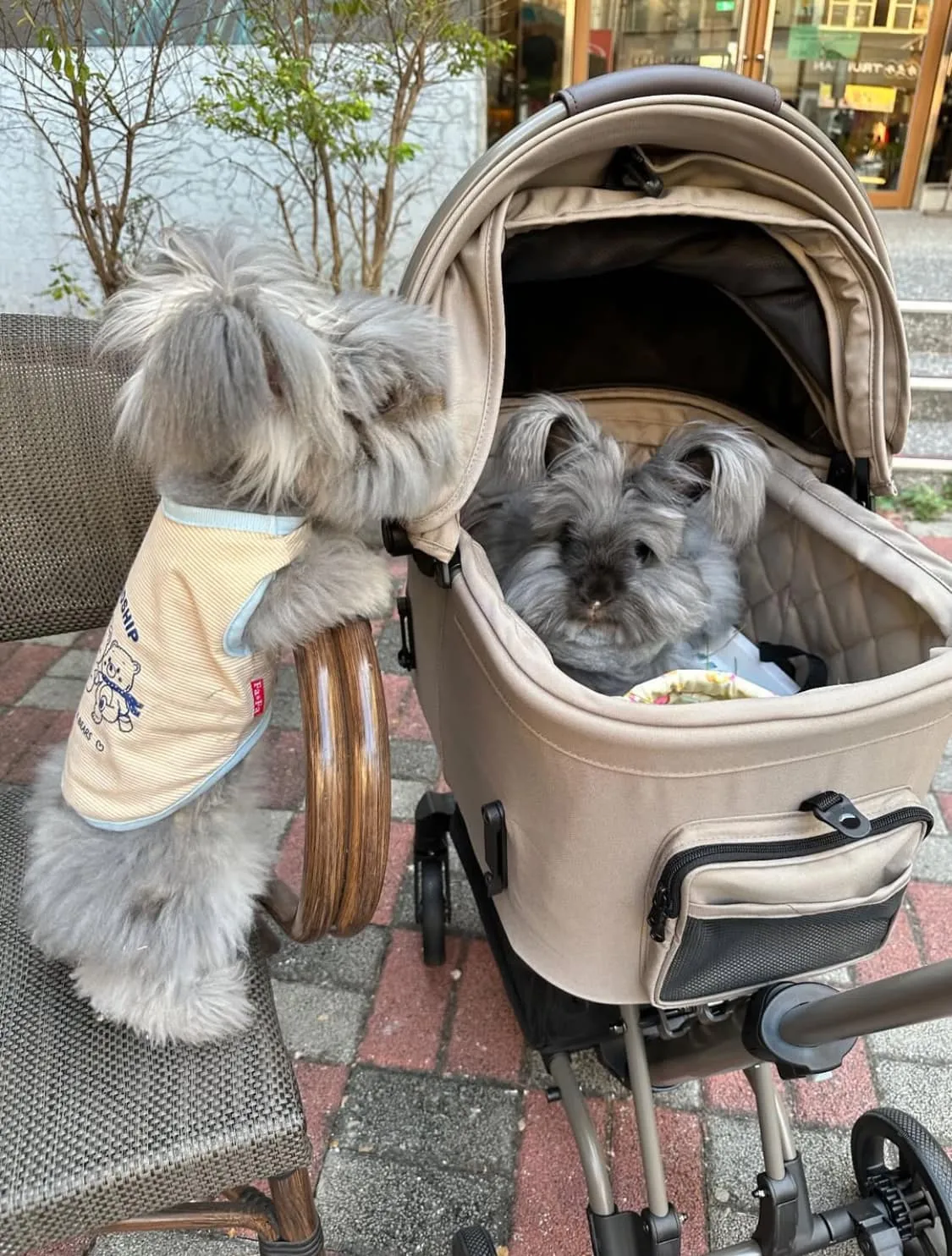 安哥拉兔適合新手飼養嗎？