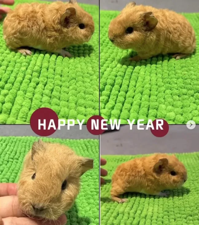 天竺鼠