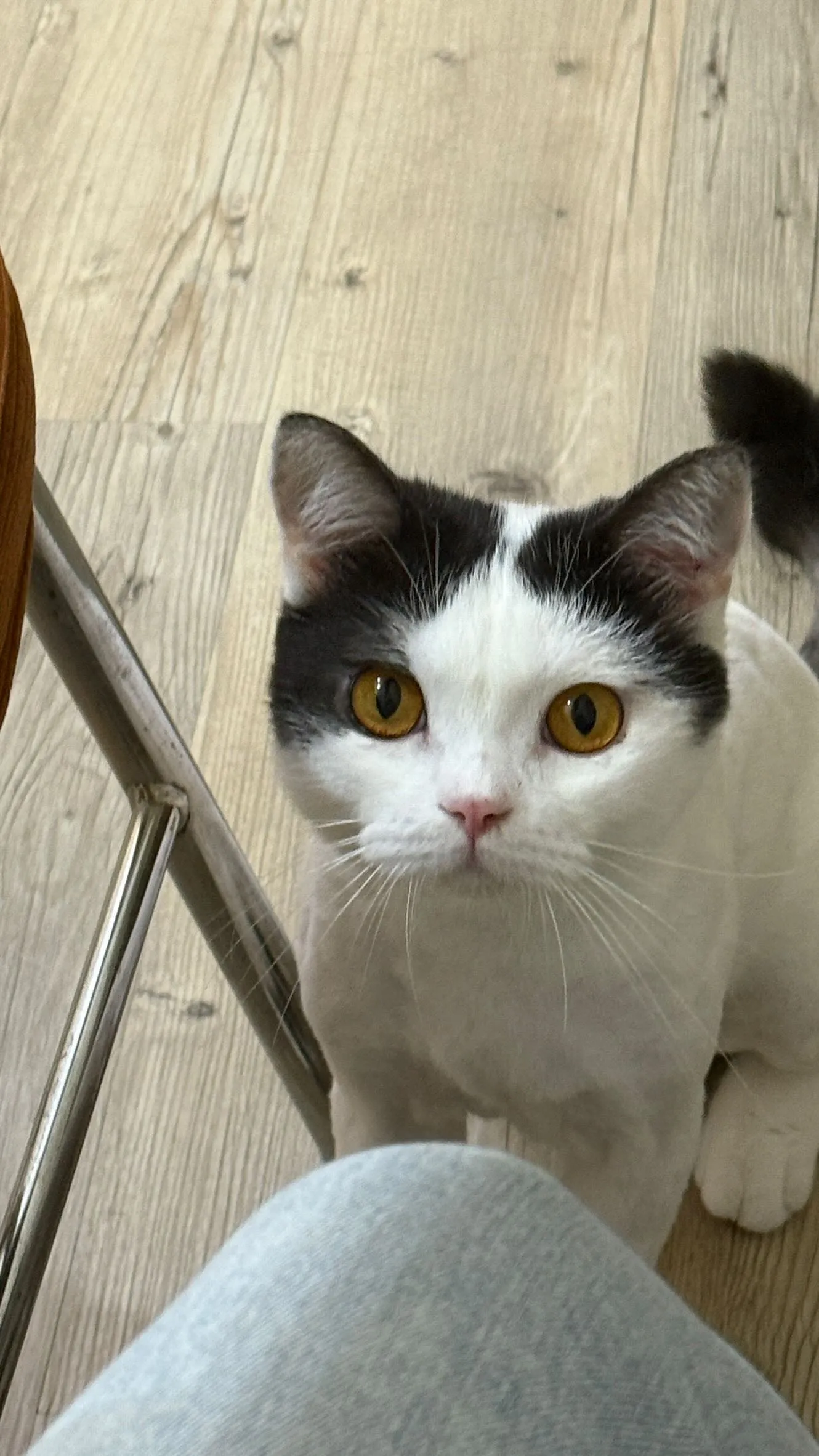 連自家貓貓都可以愛吃的無毒雞蛋蛋